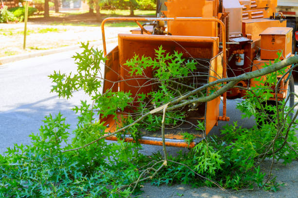 Best Tree Root Removal  in Golden Grove, SC